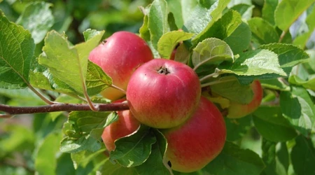 Monitor Brede welvaart Rivierenland